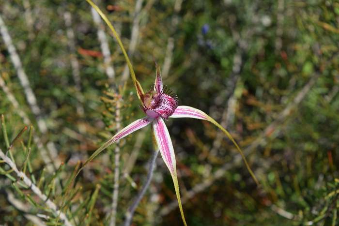 Caladenia - Orchid-Badgingarra-Vern-Westbrook-walk-Sep-2018p0003.JPG